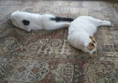 ライ君 いとさん