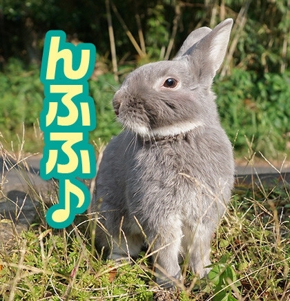 うさぎのふうた