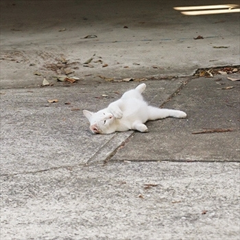 うさぎのふうた