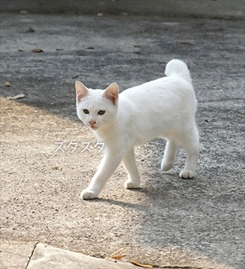 うさぎのふうた