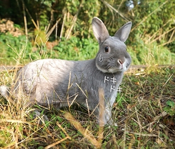 うさぎのふうた