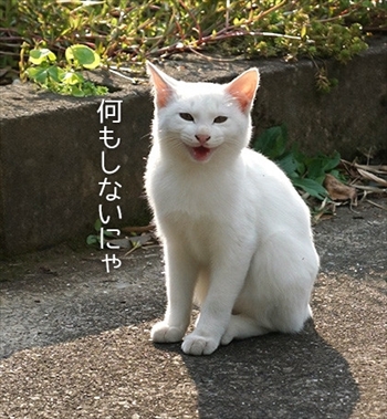 うさぎのふうた