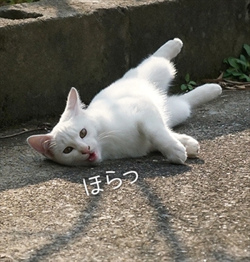 うさぎのふうた