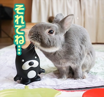 うさぎのふうた