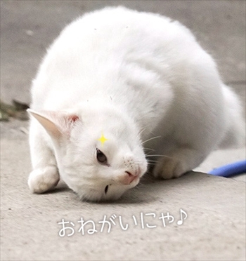 うさぎのふうた