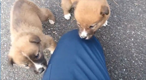 懐いてくるワンちゃん