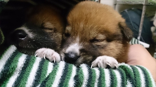 懐いてくるワンちゃん