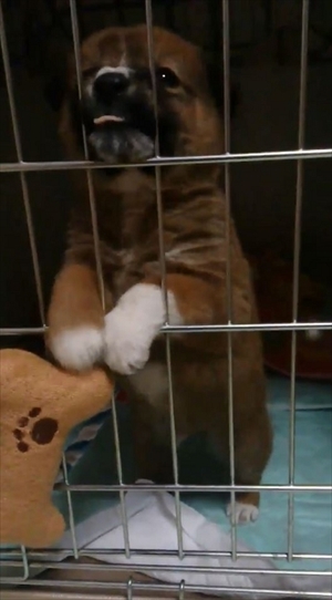 懐いてくるワンちゃん