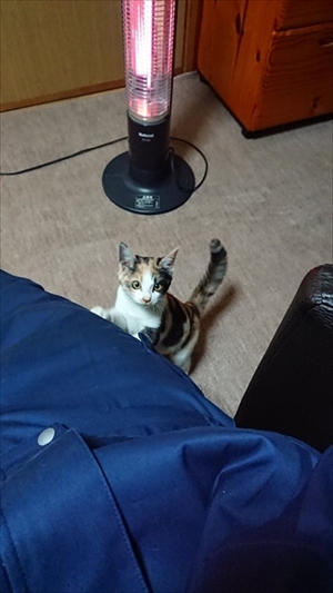 懐いてくるワンちゃん