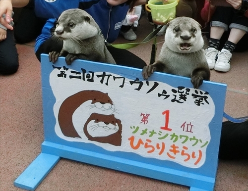 カワウソゥ選挙