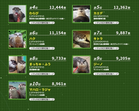 カワウソゥ選挙