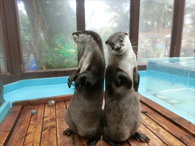 カワウソゥ選挙