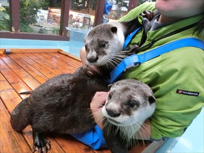 カワウソゥ選挙