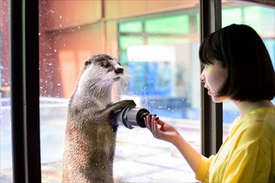 カワウソゥ選挙