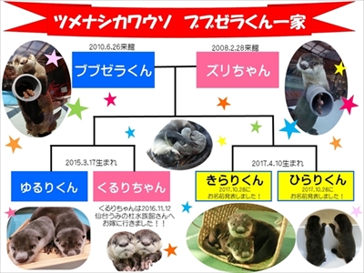 カワウソゥ選挙