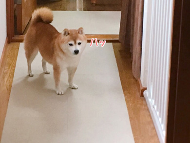 豆柴こむぎの部屋