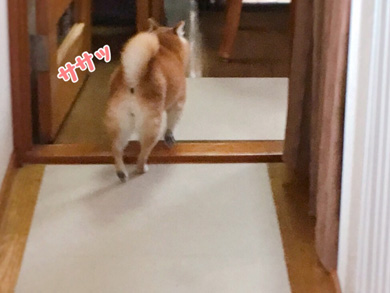 豆柴こむぎの部屋