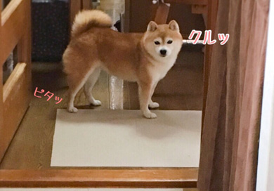 豆柴こむぎの部屋