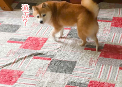 豆柴こむぎの部屋