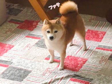 豆柴こむぎの部屋