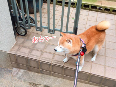 豆柴こむぎの部屋