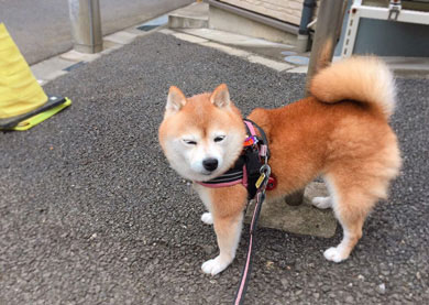 豆柴こむぎの部屋