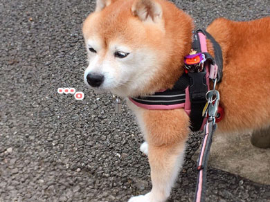 豆柴こむぎの部屋