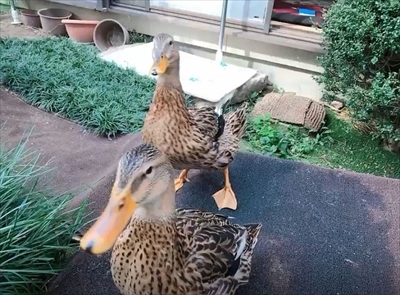 メロンを食べるアイガモさん