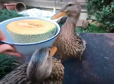 メロンを食べるアイガモさん