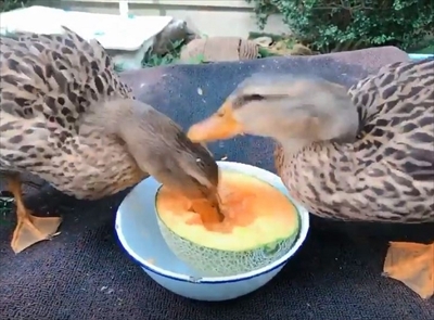 メロンを食べるアイガモさん