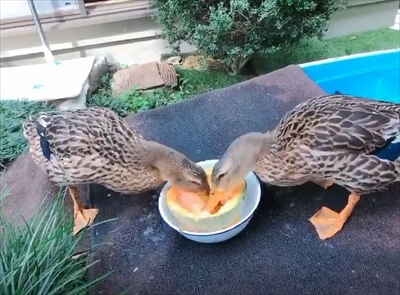 メロンを食べるアイガモさん