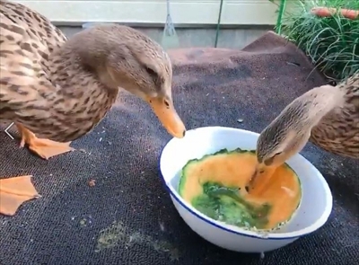 メロンを食べるアイガモさん