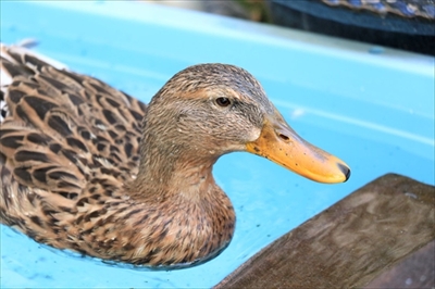 メロンを食べるアイガモさん
