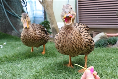 メロンを食べるアイガモさん