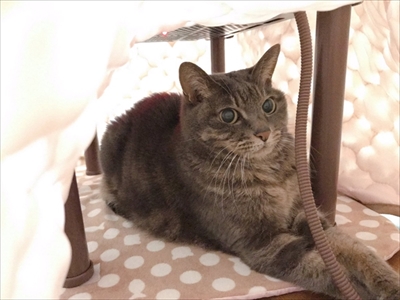 メロンを食べるアイガモさん