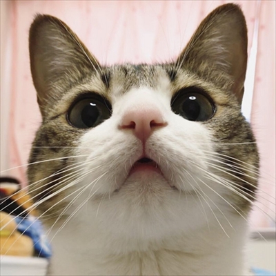 猫のすずめちゃん