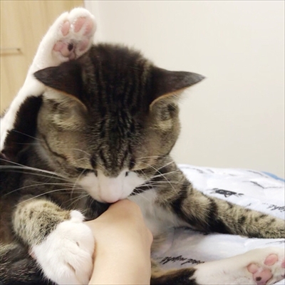 猫のすずめちゃん