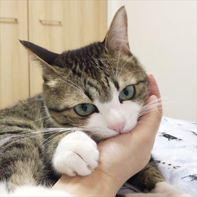 猫のすずめちゃん