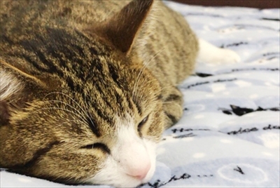 猫のすずめちゃん