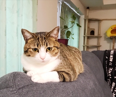 猫のすずめちゃん