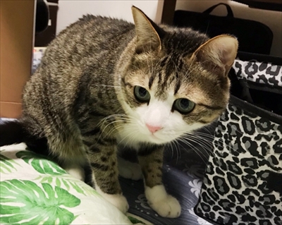 猫のすずめちゃん