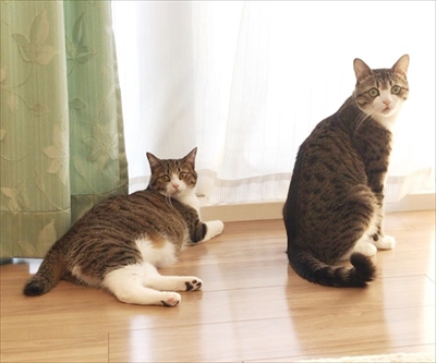 猫のすずめちゃん