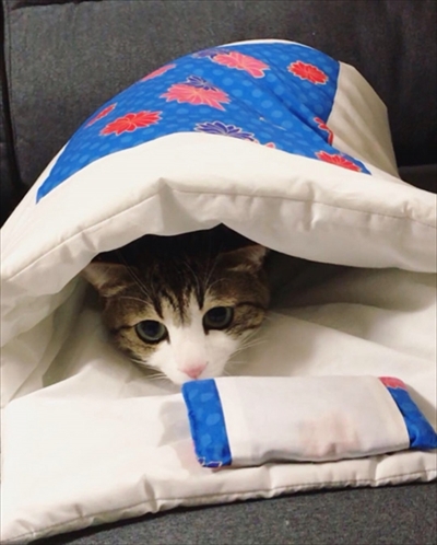 猫のすずめちゃん