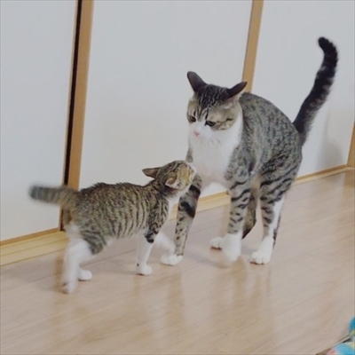 猫のすずめちゃん