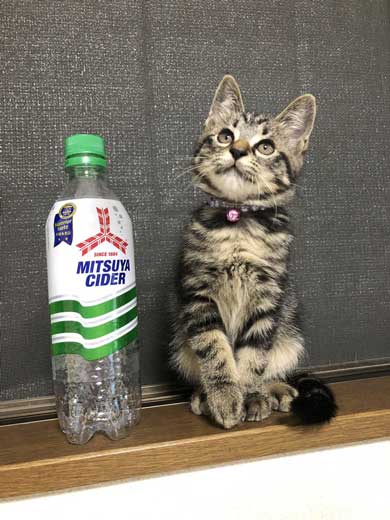 子猫 成長 早い サイダー ペットボトル 比較 2週間