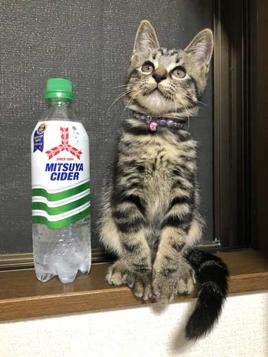 子猫 成長 早い サイダー ペットボトル 比較 2週間