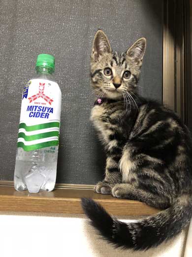 子猫 成長 早い サイダー ペットボトル 比較 2週間