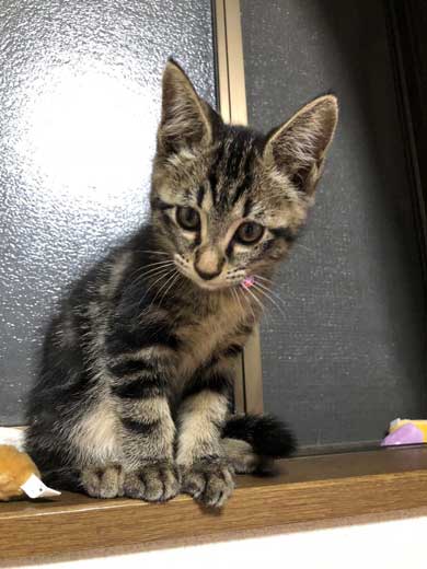 子猫 成長 早い サイダー ペットボトル 比較 2週間