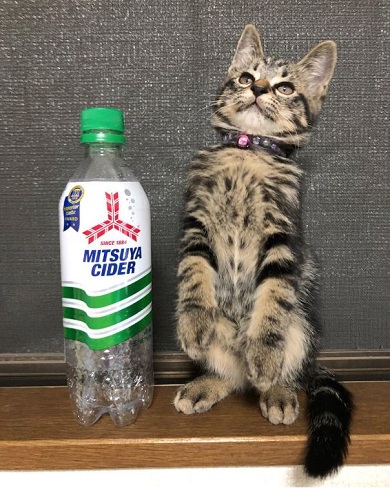 子猫 成長 早い サイダー ペットボトル 比較 2週間