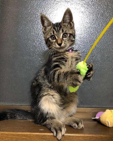 子猫 成長 早い サイダー ペットボトル 比較 2週間